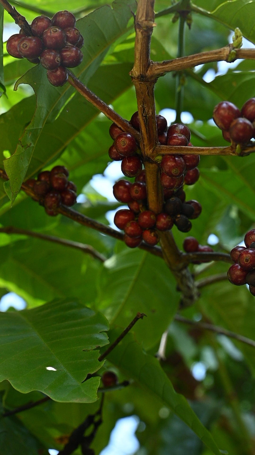 Ananga